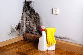 Best Asbestos and Lead Testing During Mold Inspection  in Wd, AR